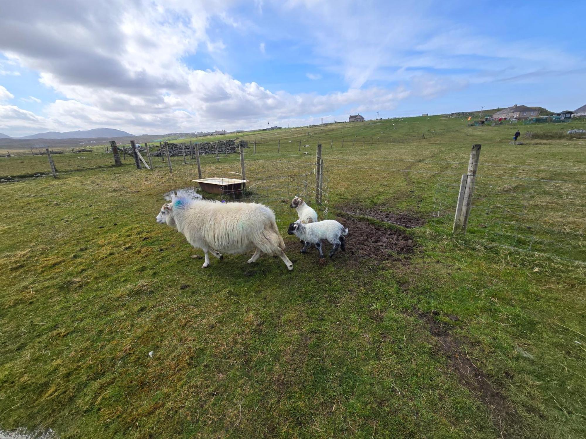 Squealing Pig Bothy Villa Barvas Exterior photo